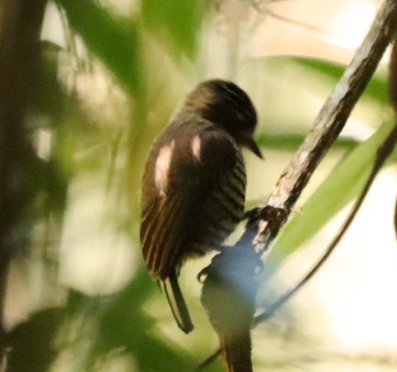 White-barred Piculet - ML610834020