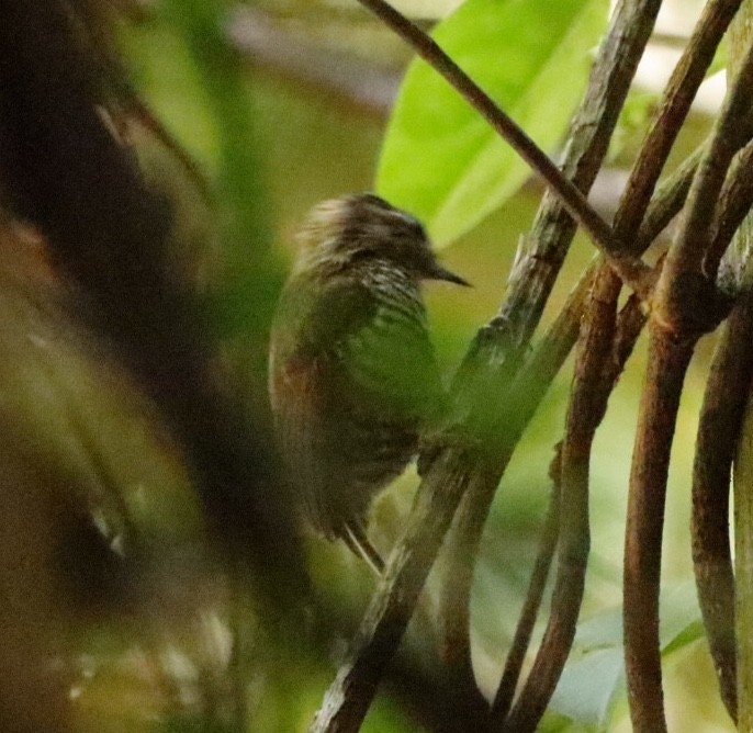 White-barred Piculet - ML610834021