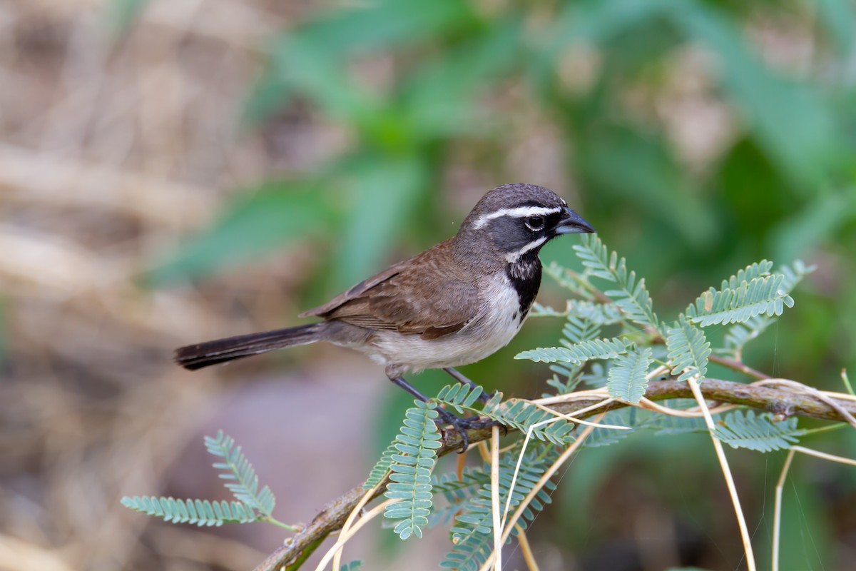 Black-throated Sparrow - ML610834561