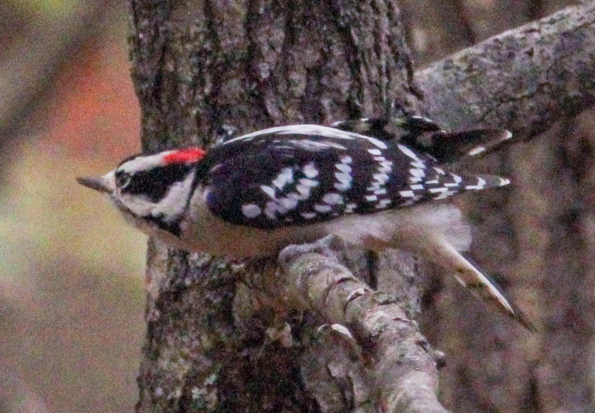 Downy Woodpecker - Jeffrey McCrary