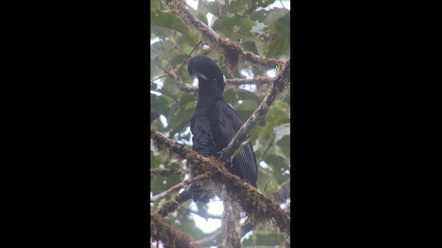 Эквадорская зонтичная птица - ML610834871