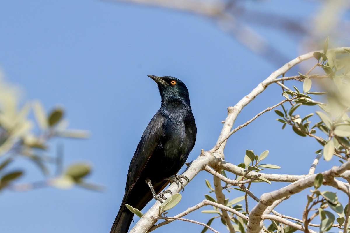 Pale-winged Starling - ML610835251