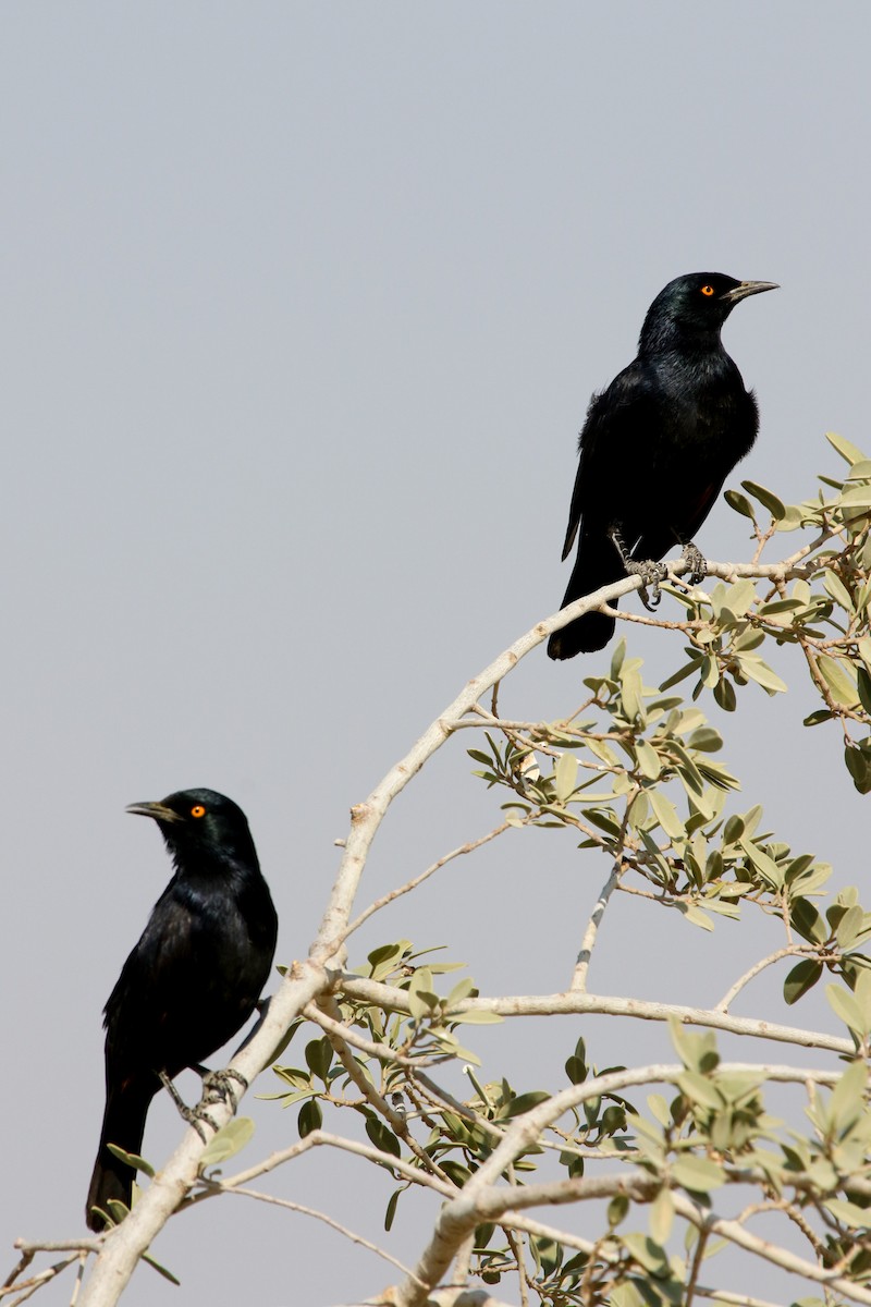 Pale-winged Starling - Lexi Quarles