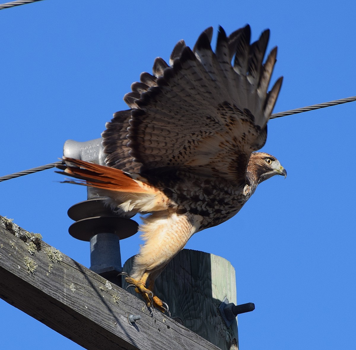 Red-tailed Hawk - ML610835354