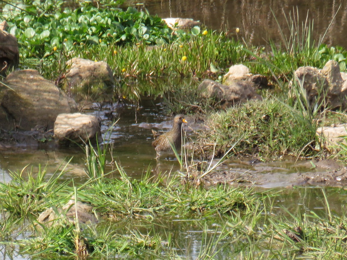 Spotted Crake - ML610835411