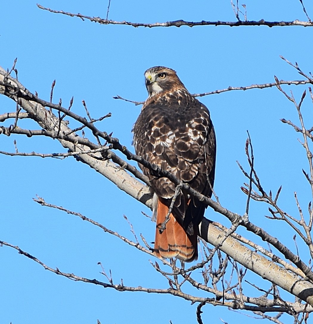 Red-tailed Hawk - ML610835563