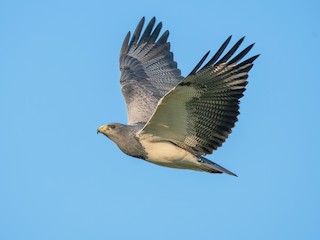  - Black-chested Buzzard-Eagle