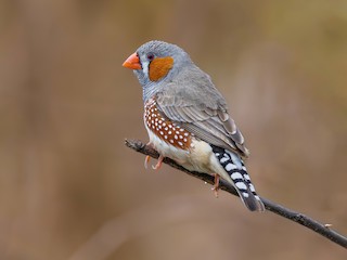  - Zebra Finch