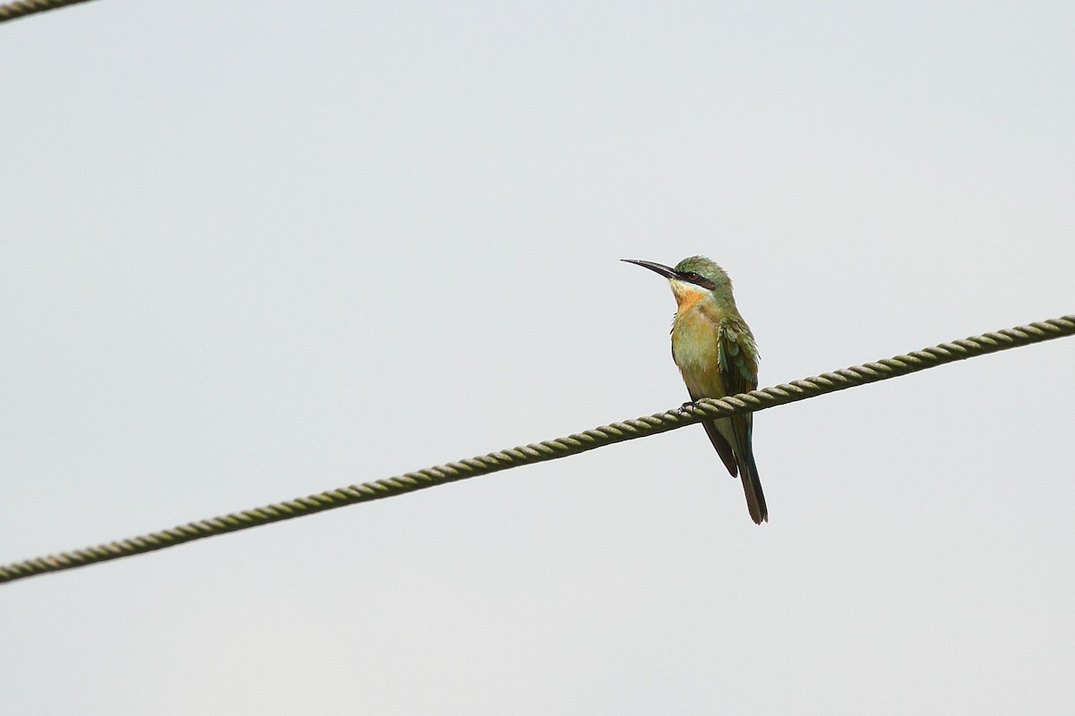 Blue-tailed Bee-eater - ML610836245