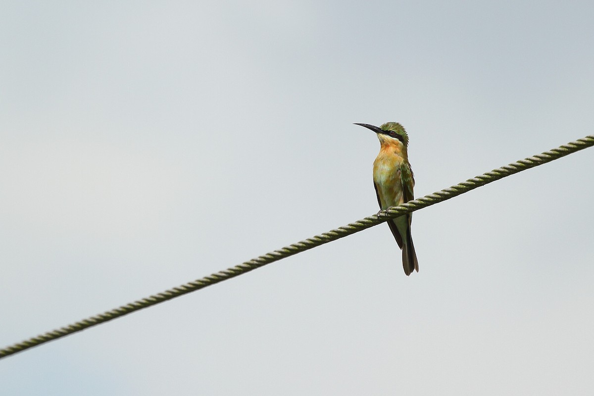 Blue-tailed Bee-eater - ML610836246
