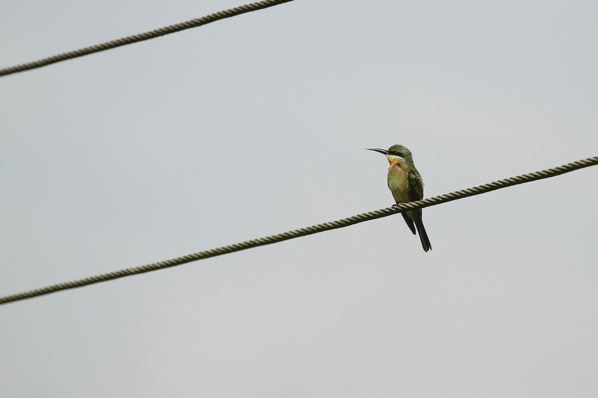 Blue-tailed Bee-eater - ML610836247