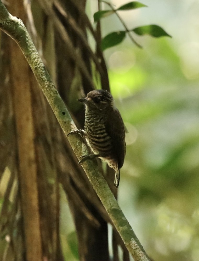 White-barred Piculet - ML610836537