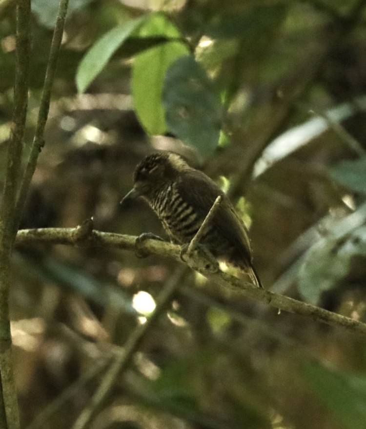 White-barred Piculet - ML610836538
