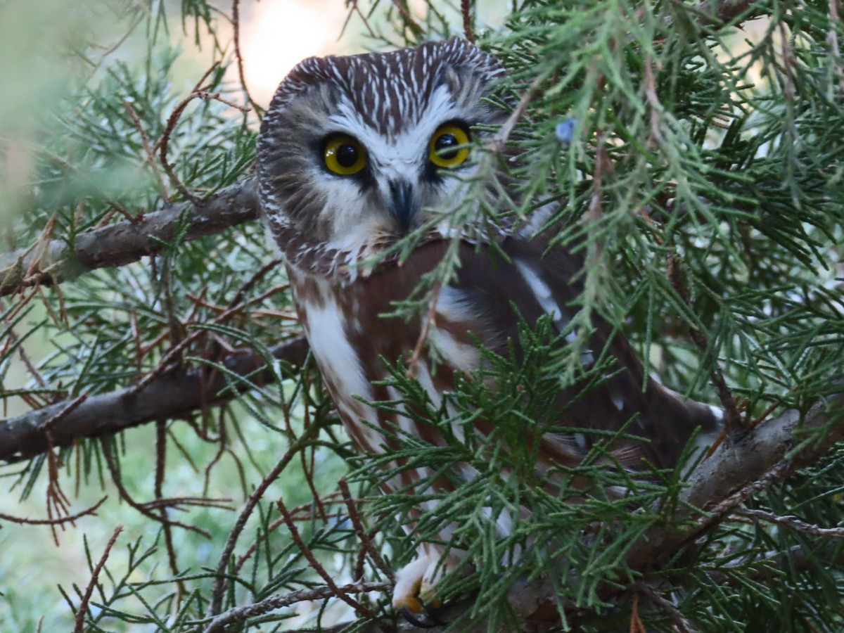 Northern Saw-whet Owl - Kenny Miller