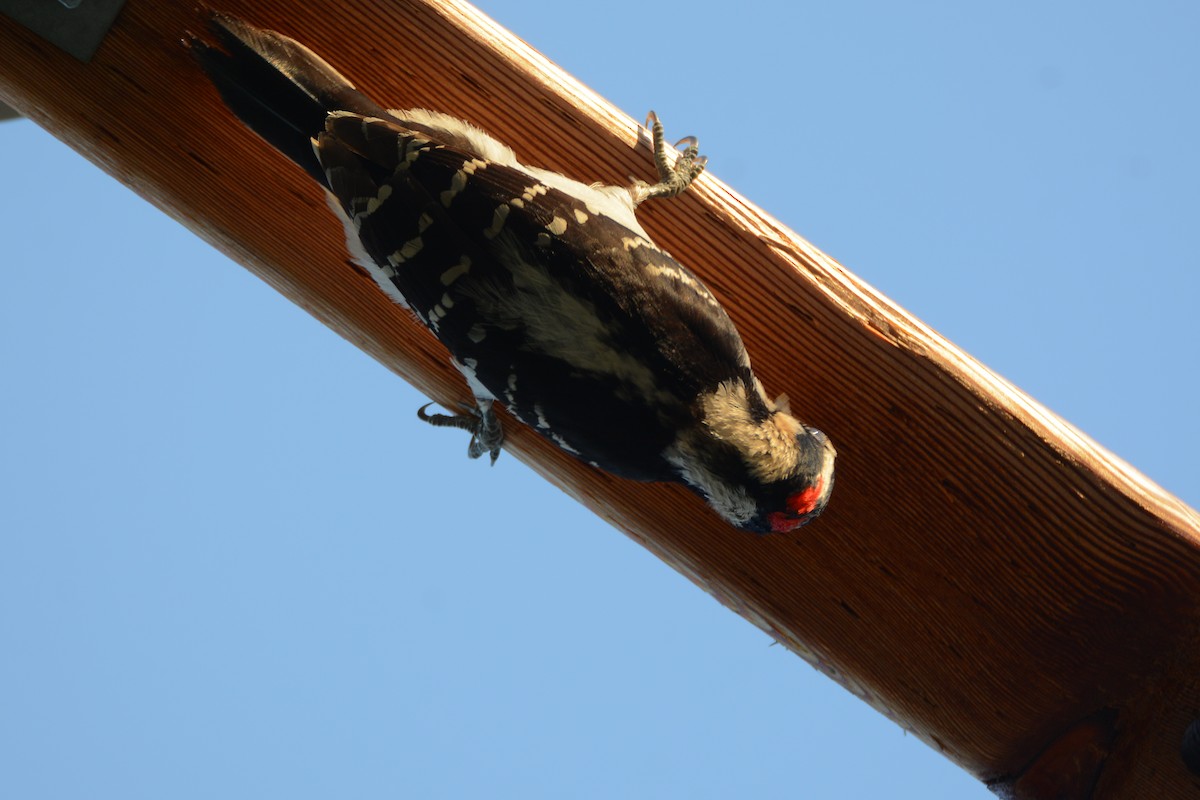 Hairy Woodpecker - Richard Garrigus