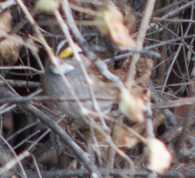 White-throated Sparrow - ML610837346