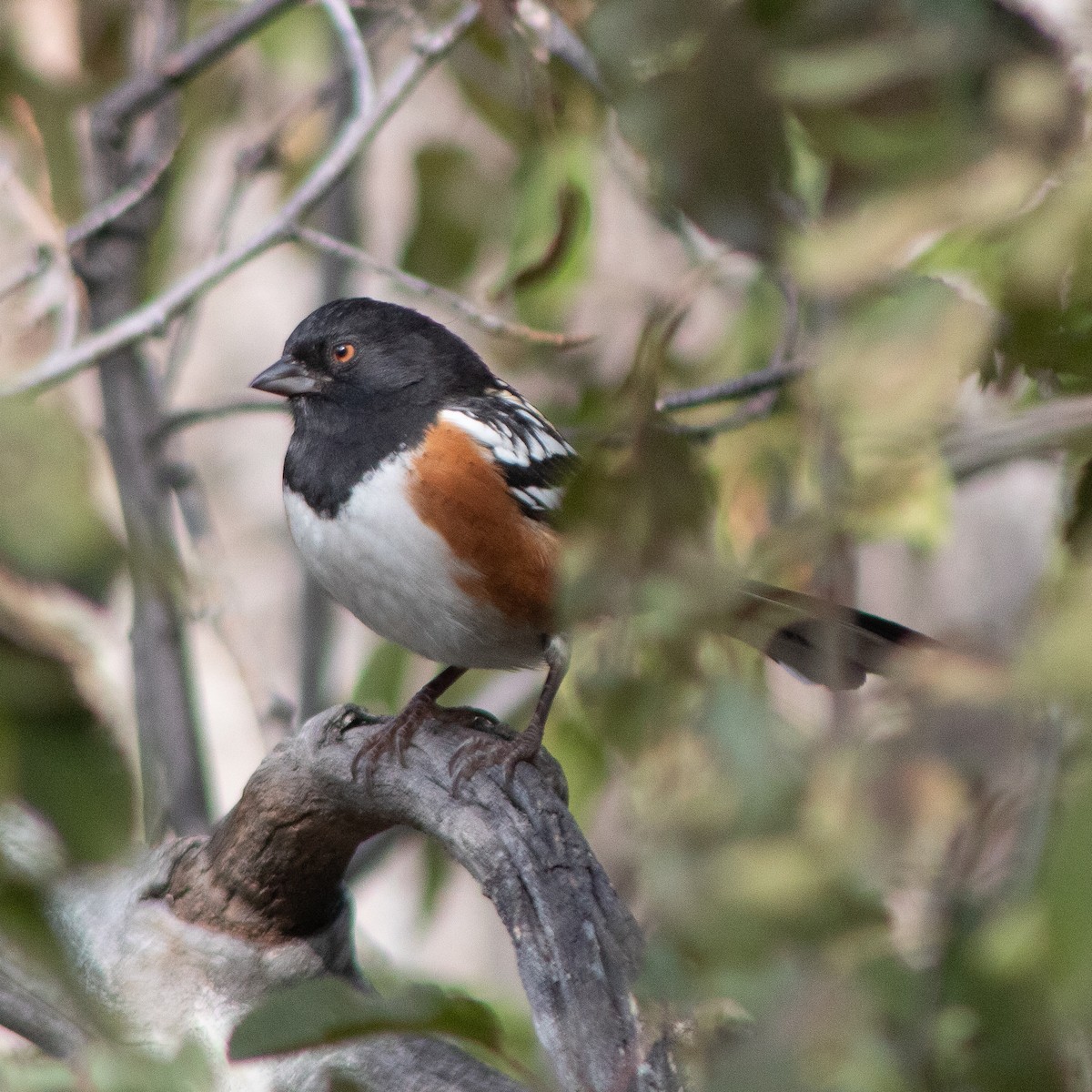Spotted Towhee - ML610837361