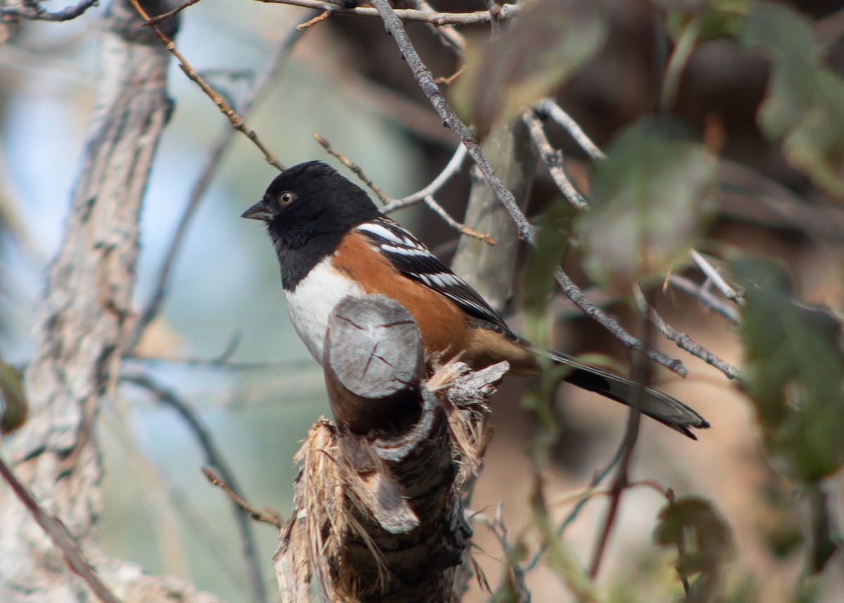 Spotted Towhee - ML610837368