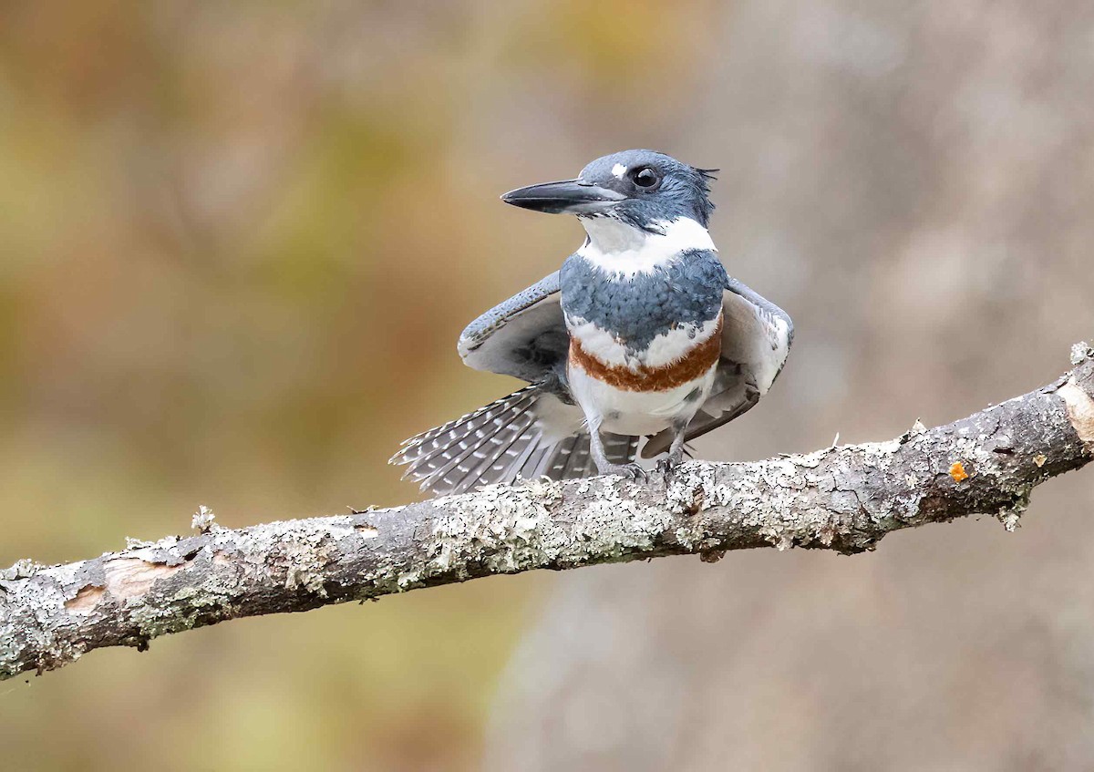 Belted Kingfisher - ML610838554