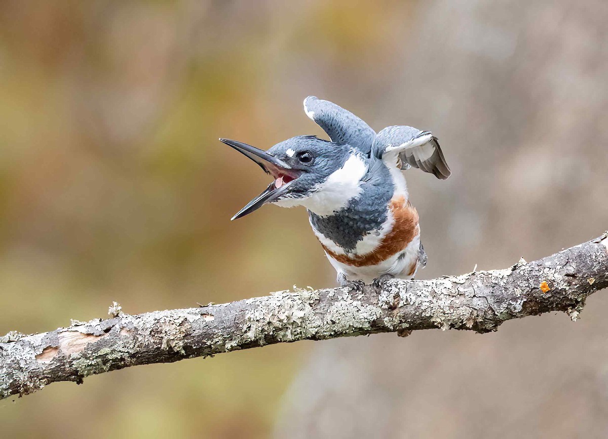 Belted Kingfisher - ML610838559