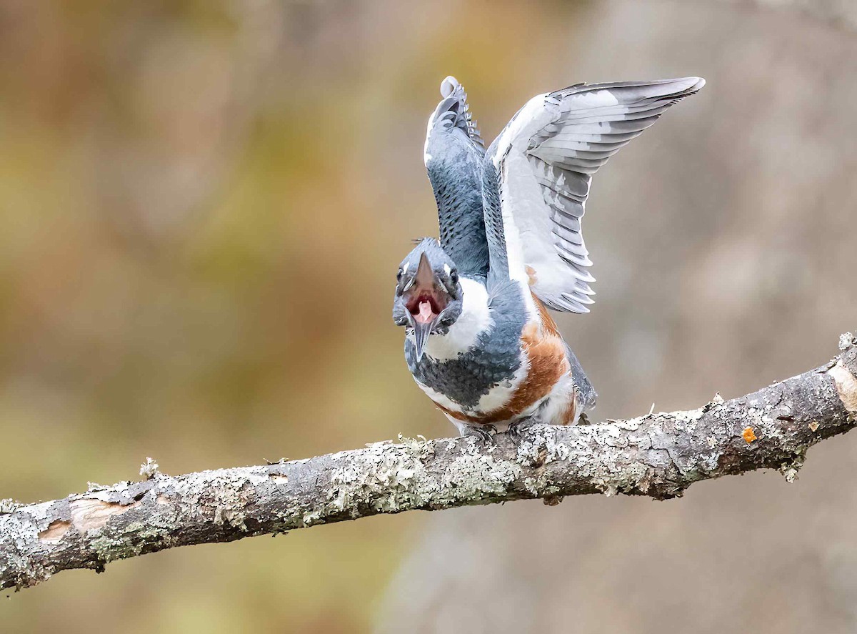 Belted Kingfisher - ML610838567