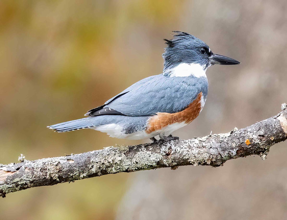 Belted Kingfisher - ML610838569