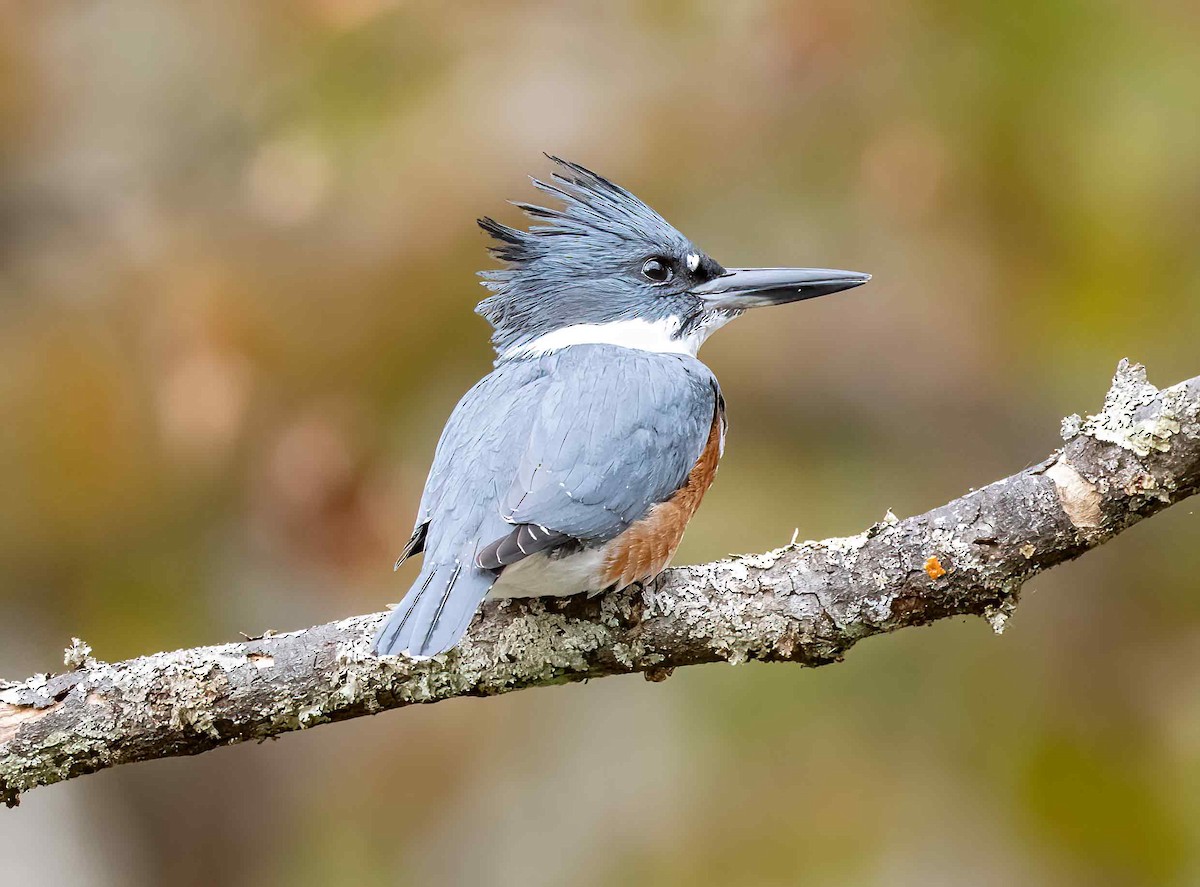 Belted Kingfisher - ML610838570