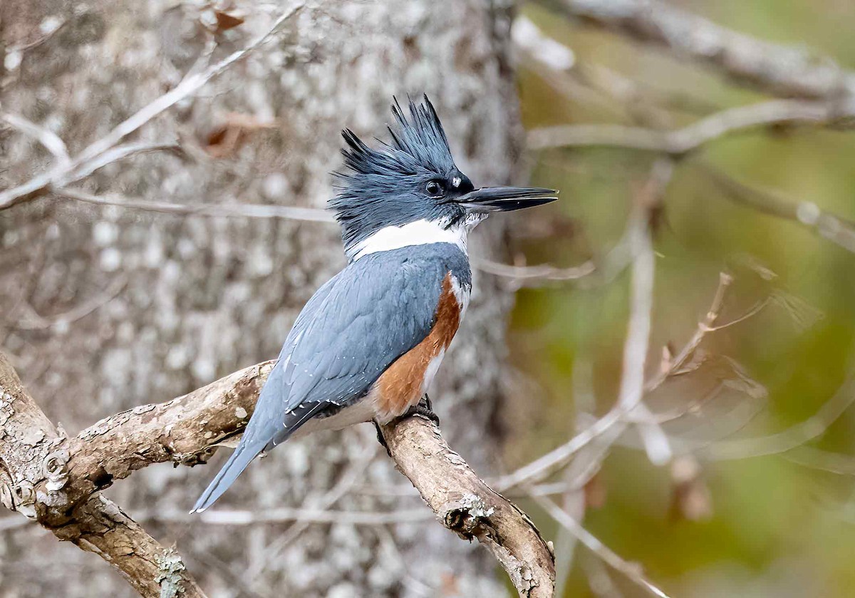 Belted Kingfisher - ML610838580