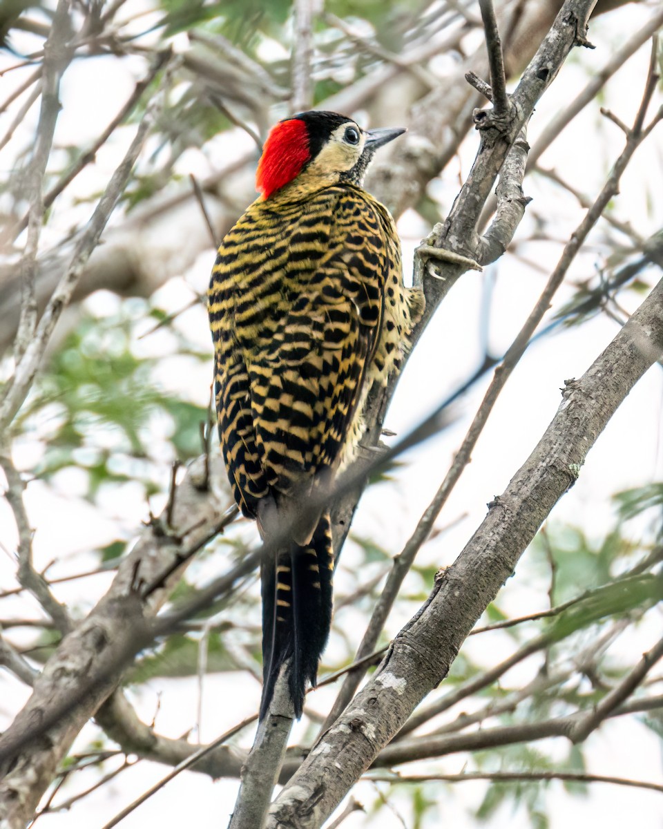 Green-barred Woodpecker - ML610838694