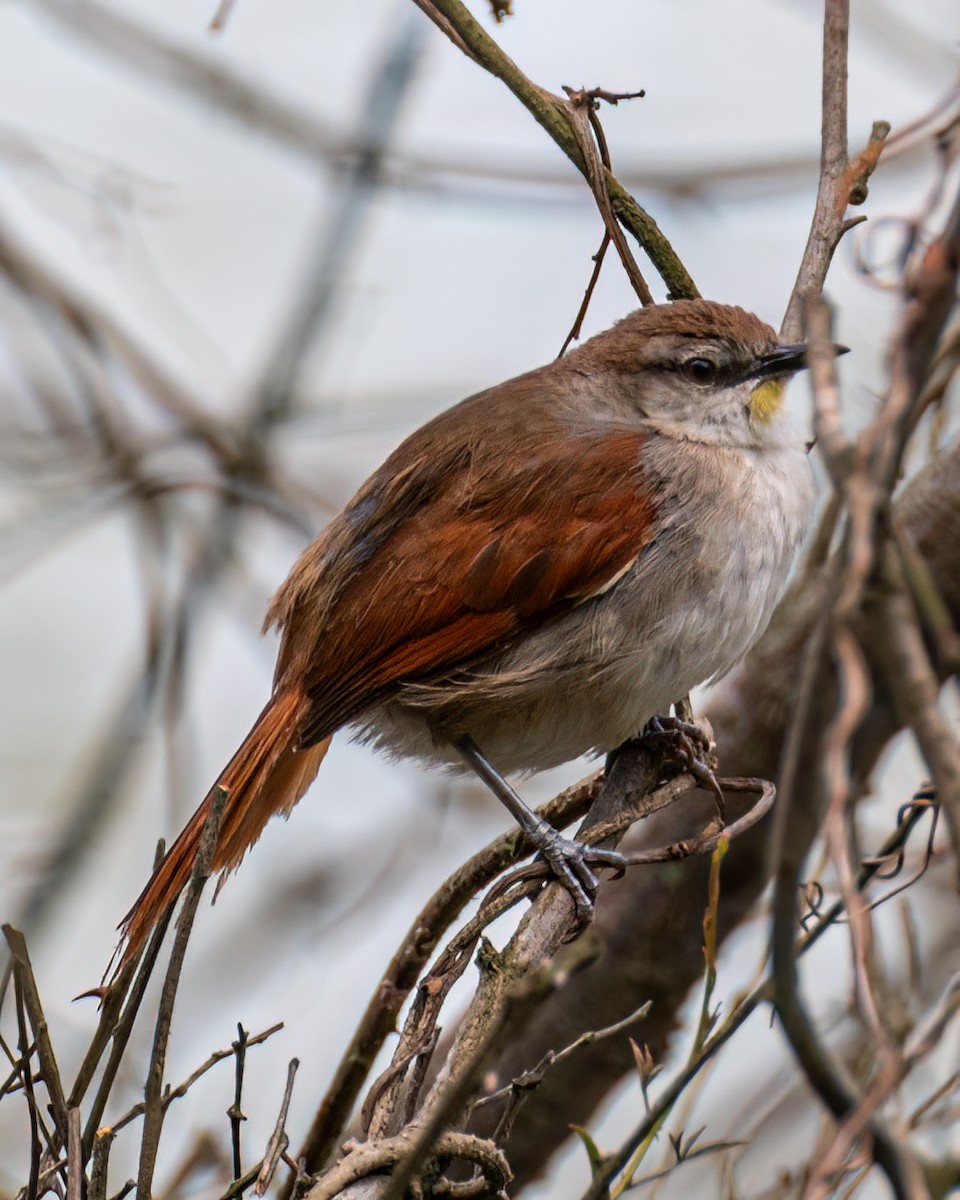 Yellow-chinned Spinetail - ML610838703