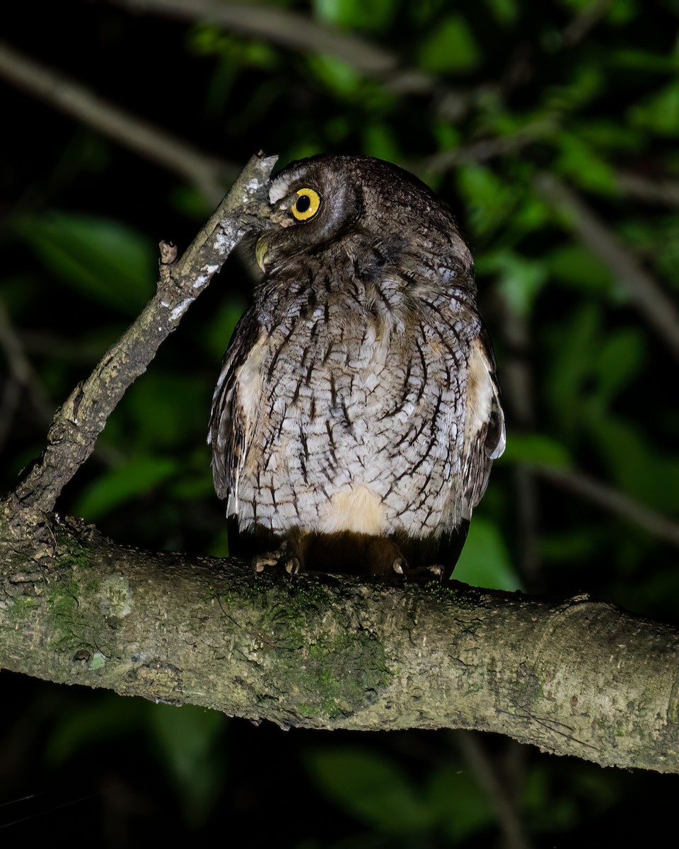 Tropical Screech-Owl - Victor Pássaro
