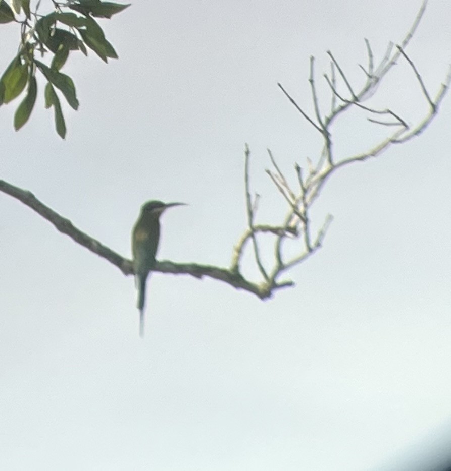 Blue-tailed Bee-eater - ML610839766
