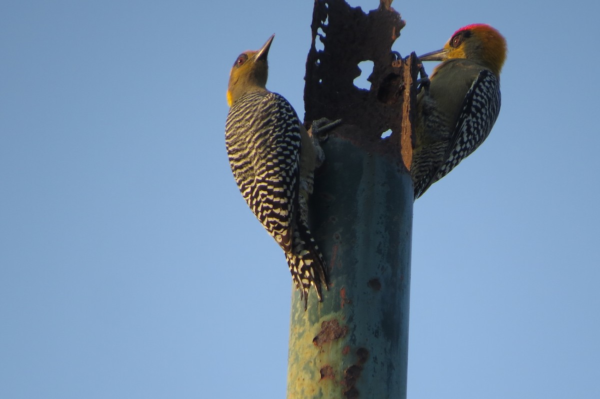 Golden-cheeked Woodpecker - ML610839921