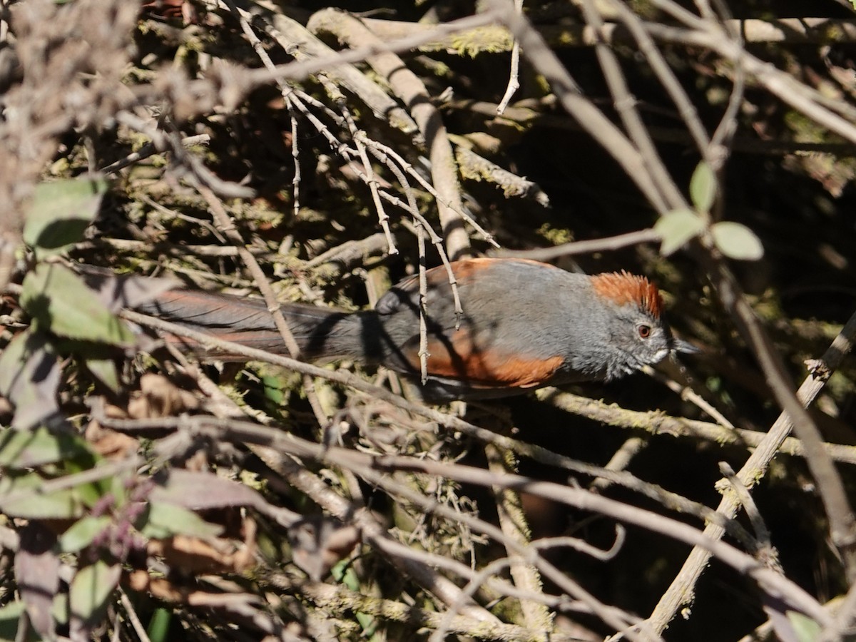 Apurimac Spinetail - Barry Reed