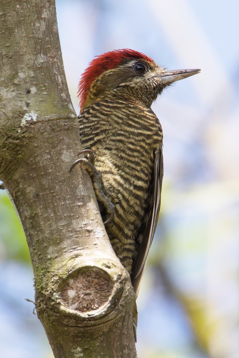 Bar-bellied Woodpecker - ML610840263