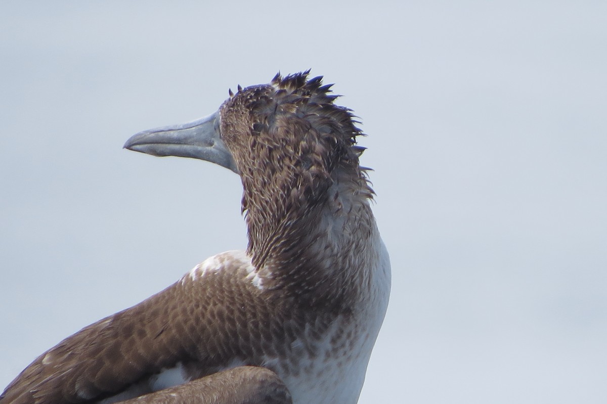Blue-footed Booby - Dave Russum