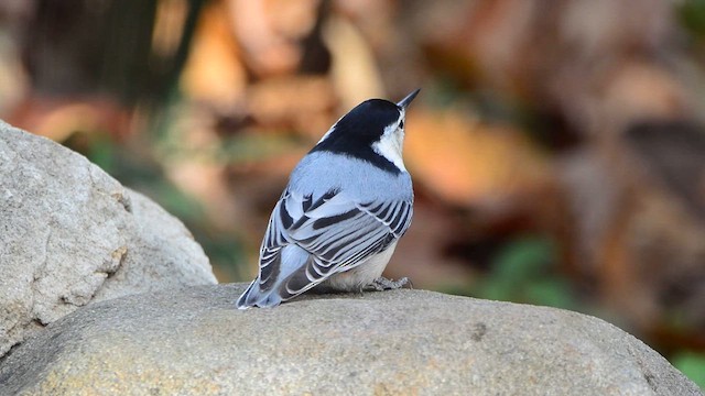 White-breasted Nuthatch - ML610841488