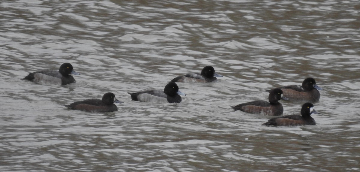 Greater Scaup - ML610841727