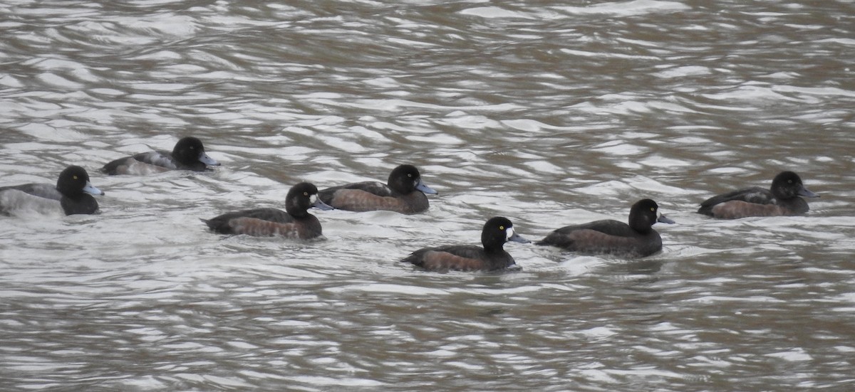 Greater Scaup - ML610841728