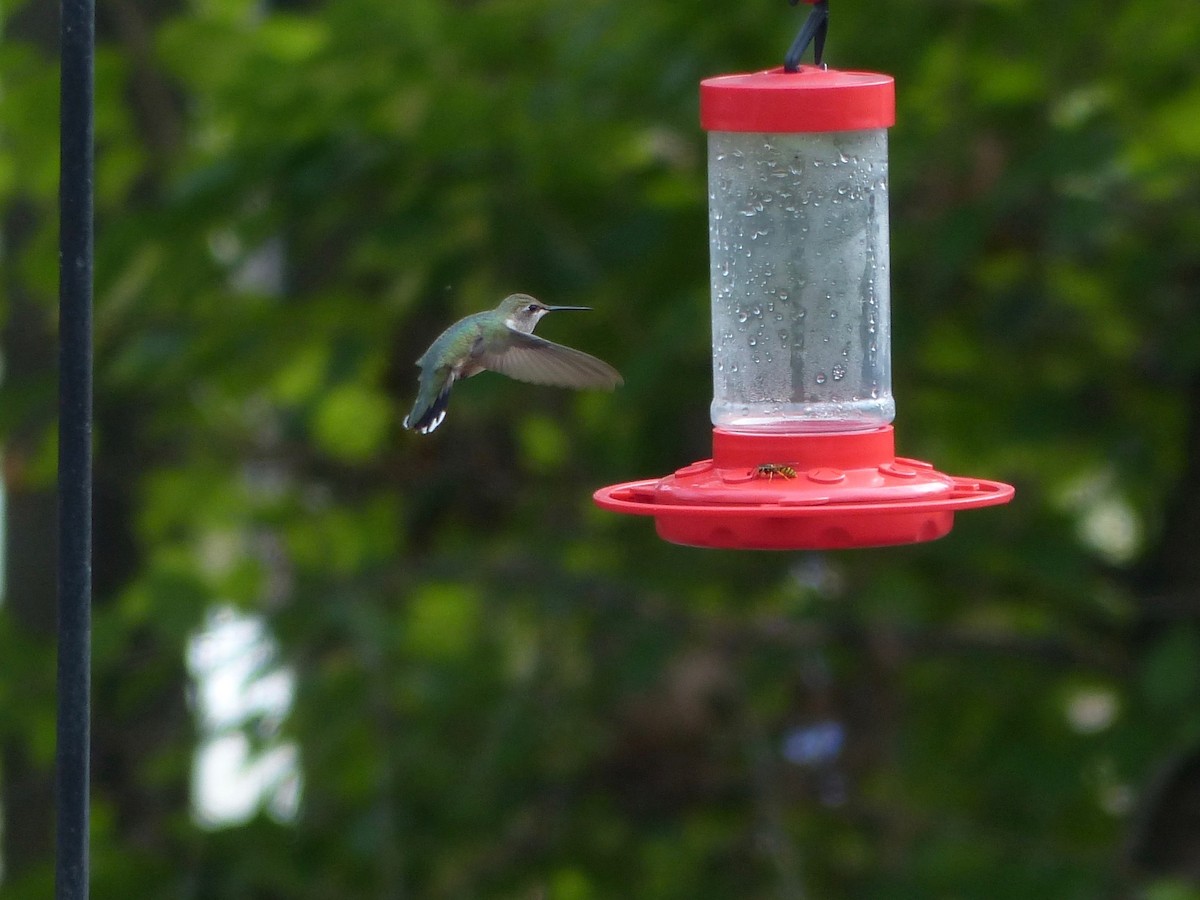 Black-chinned Hummingbird - ML610842084