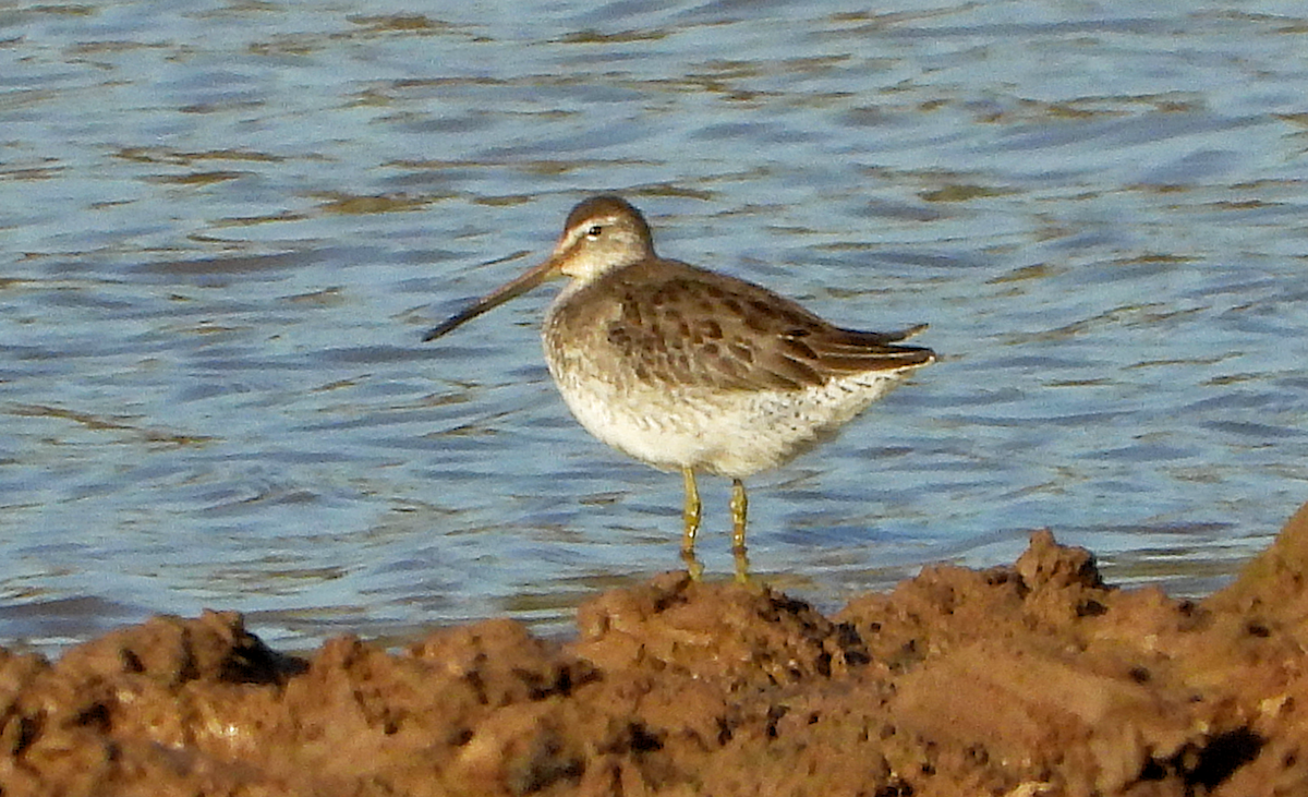 Long-billed Dowitcher - ML610842234