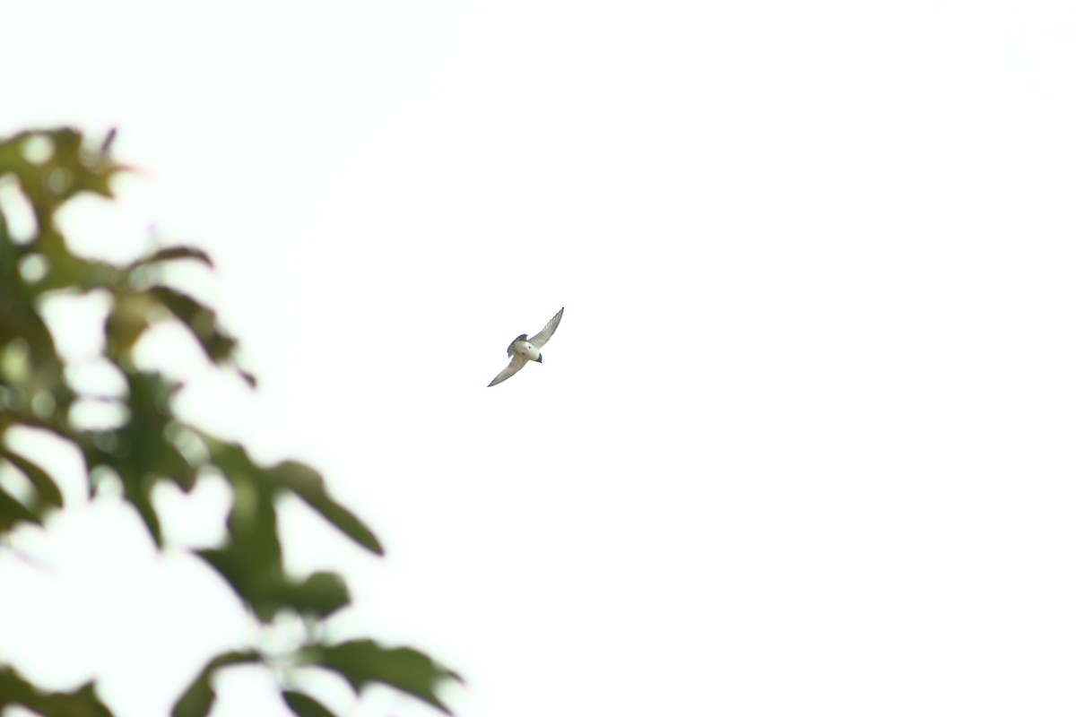 White-breasted Woodswallow - ML610842386