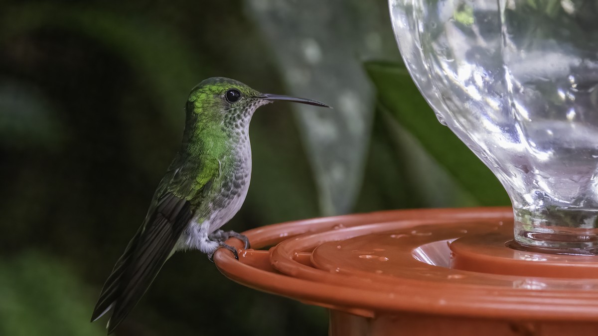 kolibřík zelenopláštíkový - ML610842724