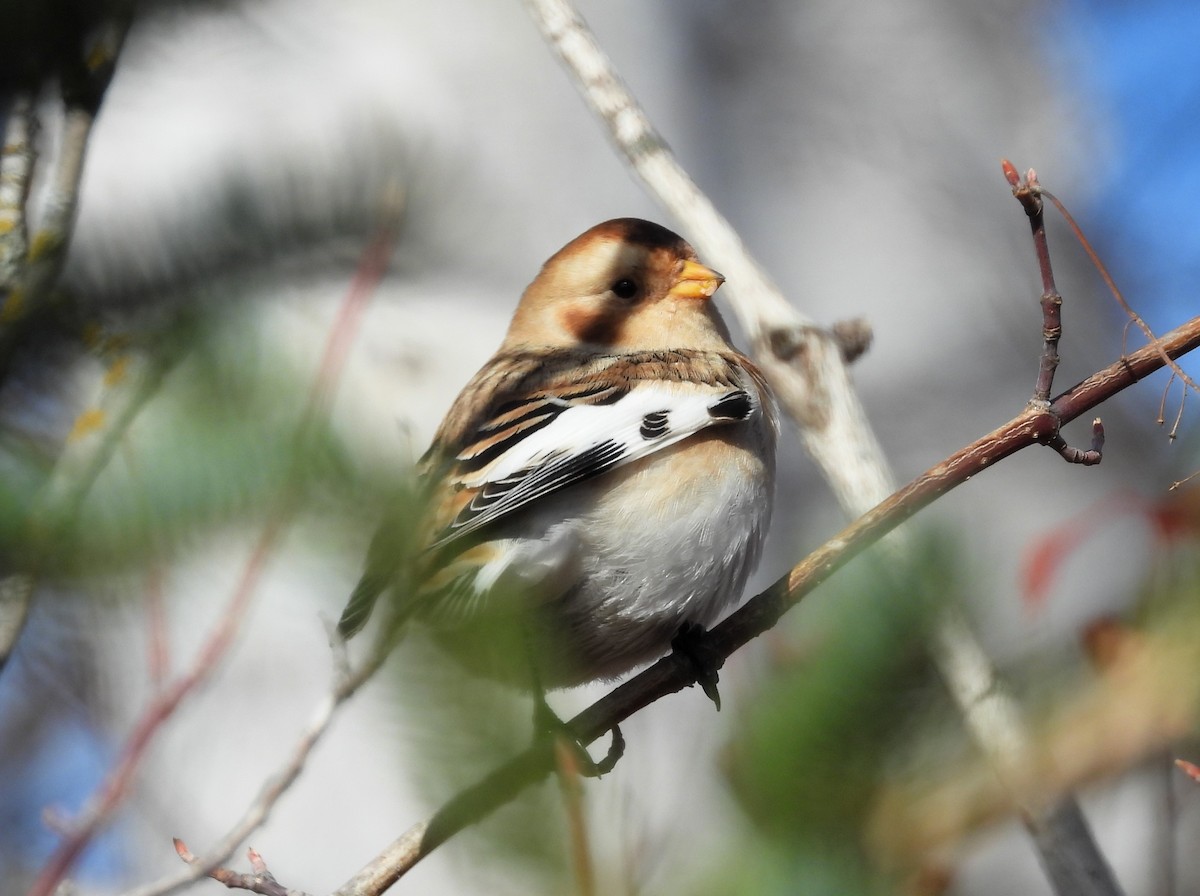 eBird Checklist 29 Oct 2023 Butterwort Cliffs SNA 1 species