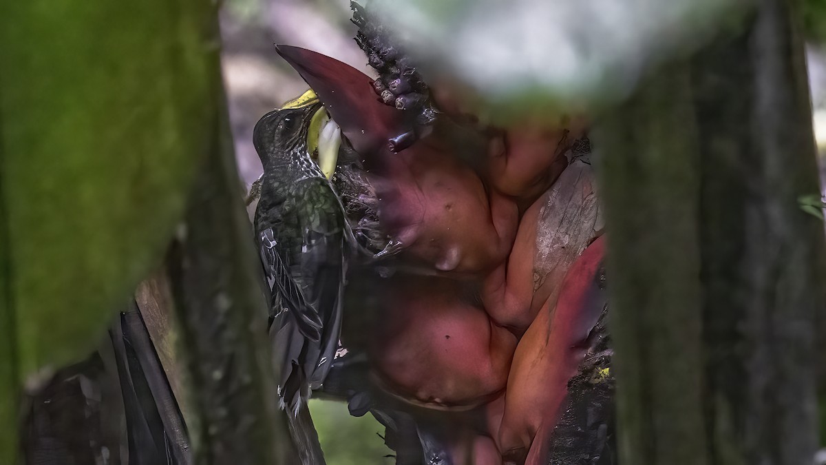 eBird Checklist 29 Oct 2023 Canopy Lodge 19 species