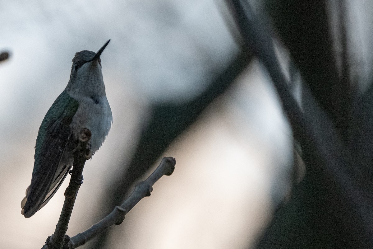 Black-chinned Hummingbird - ML610843694
