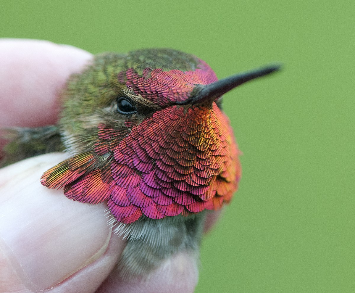 Anna's x Rufous Hummingbird (hybrid) - Debbie Wheeler