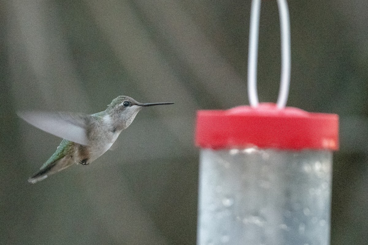 Black-chinned Hummingbird - Luke Robertson