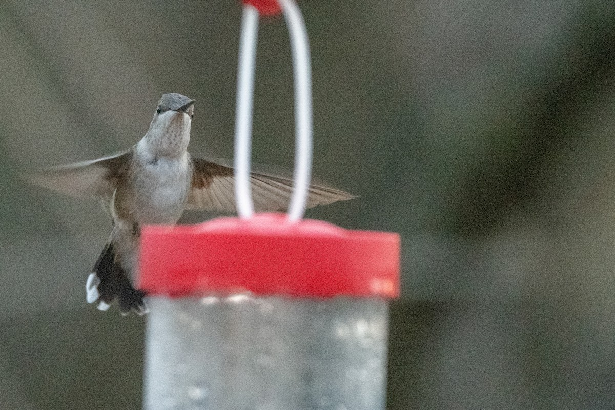 Black-chinned Hummingbird - ML610843820