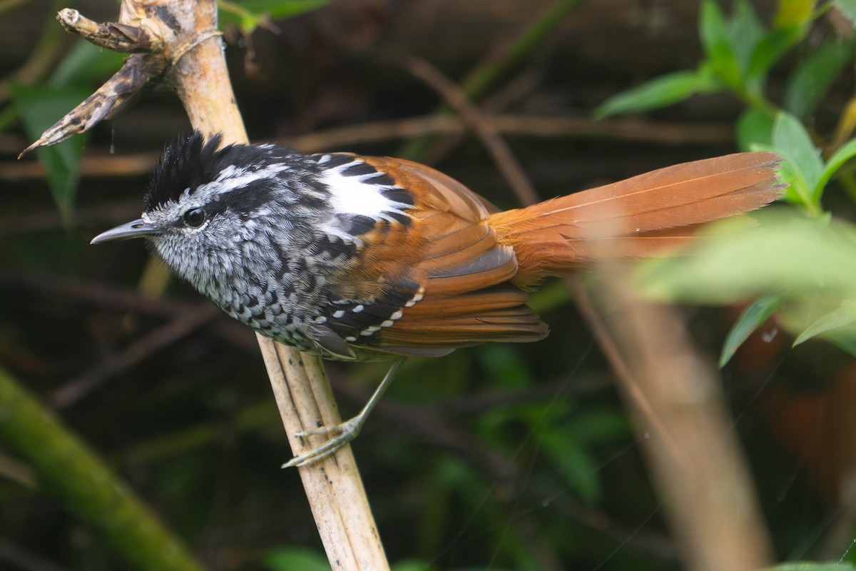 Rufous-tailed Antbird - ML610843860